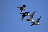 Image. Brant Goose