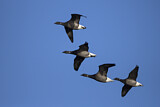 Image. Brant Goose