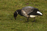 Image. Brant Goose