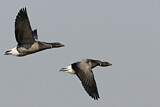 Image. Brant Goose