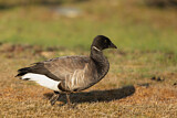 Image. Brant Goose