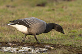 Image. Brant Goose