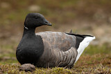 Image. Brant Goose