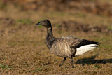 Image. Brant Goose