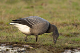 Image. Brant Goose