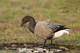Image. Brant Goose