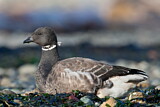 Image. Brant Goose
