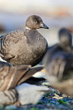 Image. Brant Goose