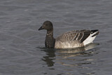 Image. Brant Goose