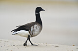 Image. Brant Goose