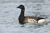 Image. Brant Goose
