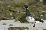 Image. Brant Goose