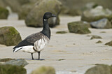 Image. Brant Goose