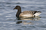 Image. Brant Goose