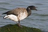 Image. Brant Goose