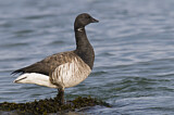 Image. Brant Goose