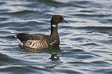 Image. Brant Goose