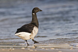 Image. Brant Goose
