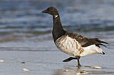 Image. Brant Goose