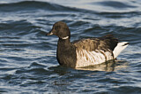 Image. Brant Goose