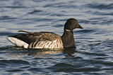 Image. Brant Goose
