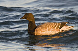 Image. Brant Goose