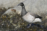 Image. Brant Goose