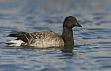Image. Brant Goose