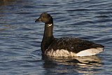 Image. Brant Goose