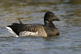 Image. Brant Goose