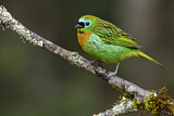 Image. Brassy-breasted Tanager
