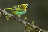 Image. Brassy-breasted Tanager