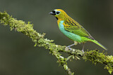 Image. Brassy-breasted Tanager