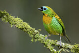 Image. Brassy-breasted Tanager