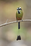 Image. Brauenmotmot