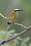 Image. Brauenmotmot
