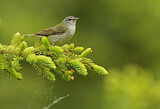 Image. Brauenwaldsänger