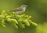 Image. Brauenwaldsänger