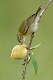 Image. Brauenwaldsänger