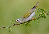 Image. Brauenwaldsänger