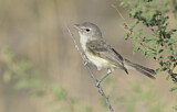 Image. Braunaugenvireo