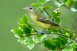 Image. Braunaugenvireo