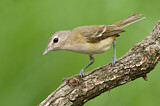 Image. Braunaugenvireo