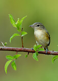 Image. Braunaugenvireo