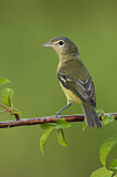 Image. Braunaugenvireo