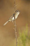 Image. Braunaugenvireo