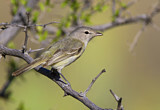 Image. Braunaugenvireo
