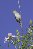 Image. Braunaugenvireo