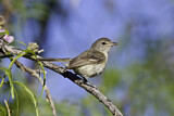 Image. Braunaugenvireo