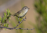 Image. Braunaugenvireo